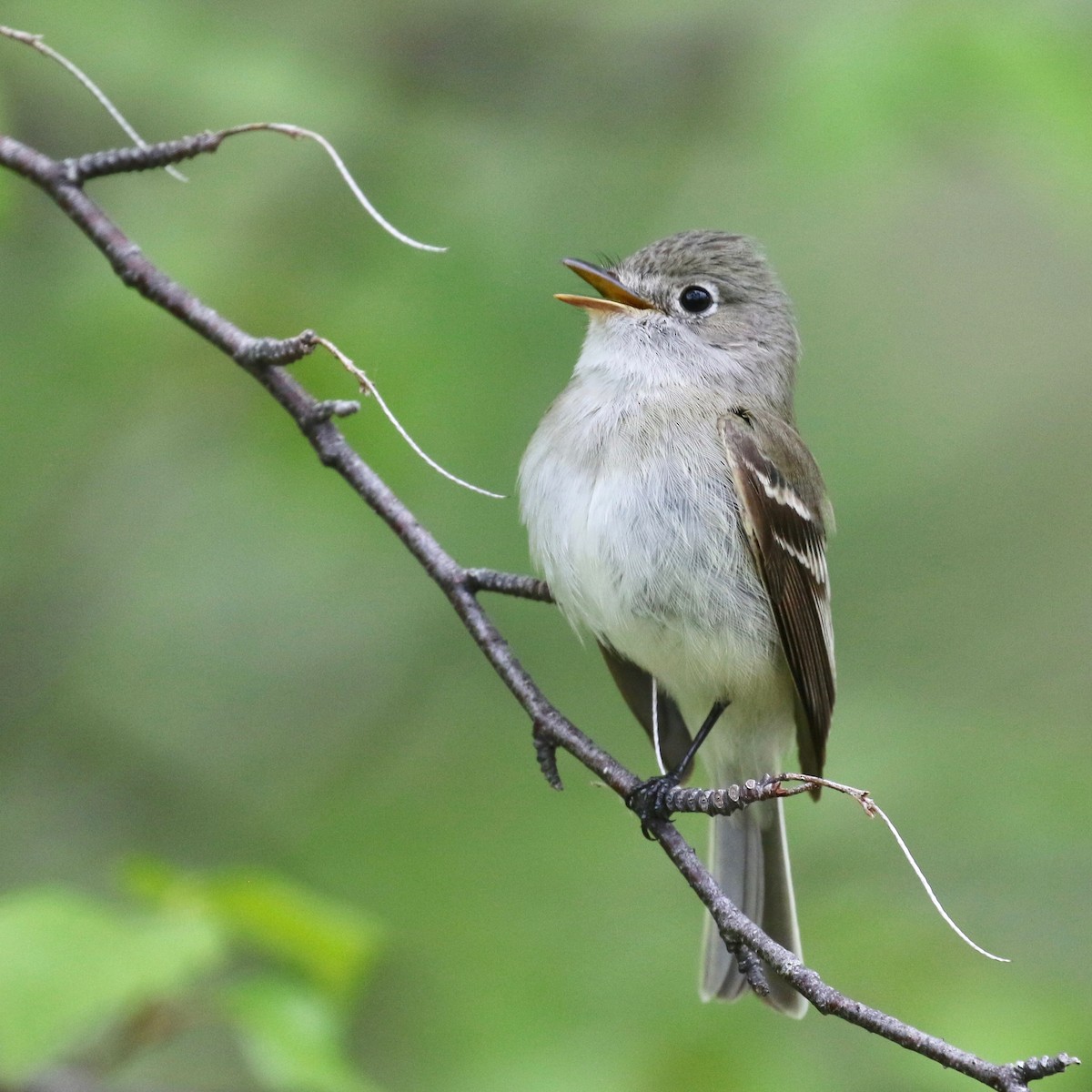 Least Flycatcher - Alvan Buckley