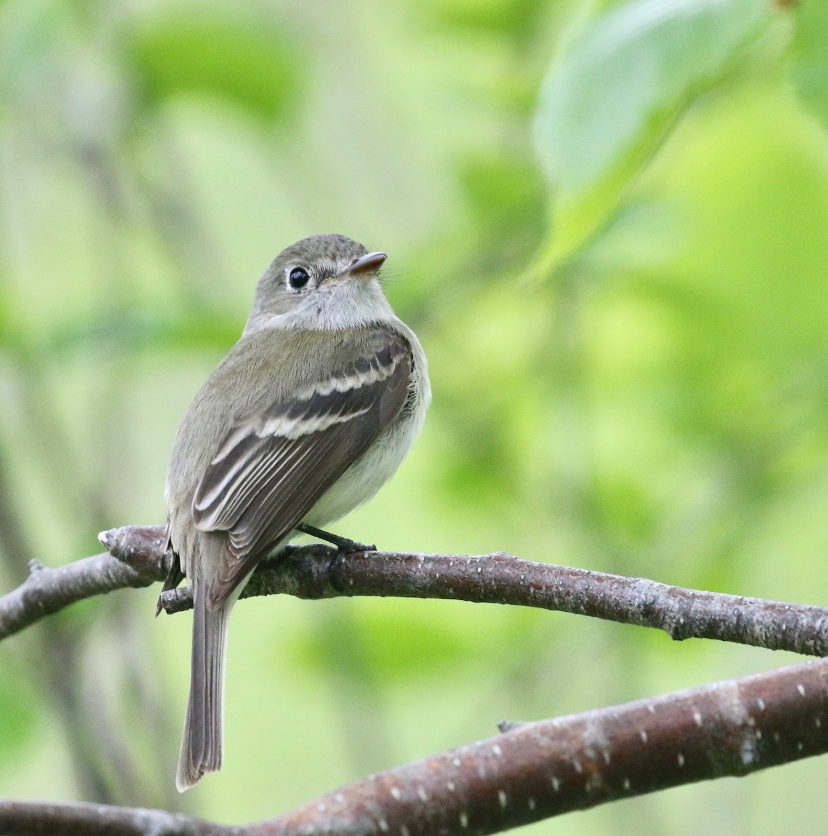 Least Flycatcher - Alvan Buckley