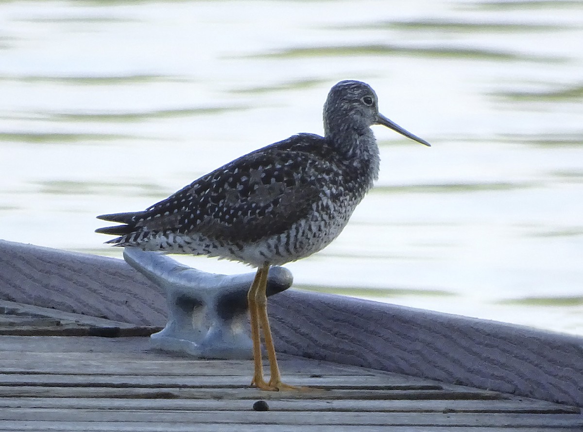 Greater Yellowlegs - Nancy Overholtz