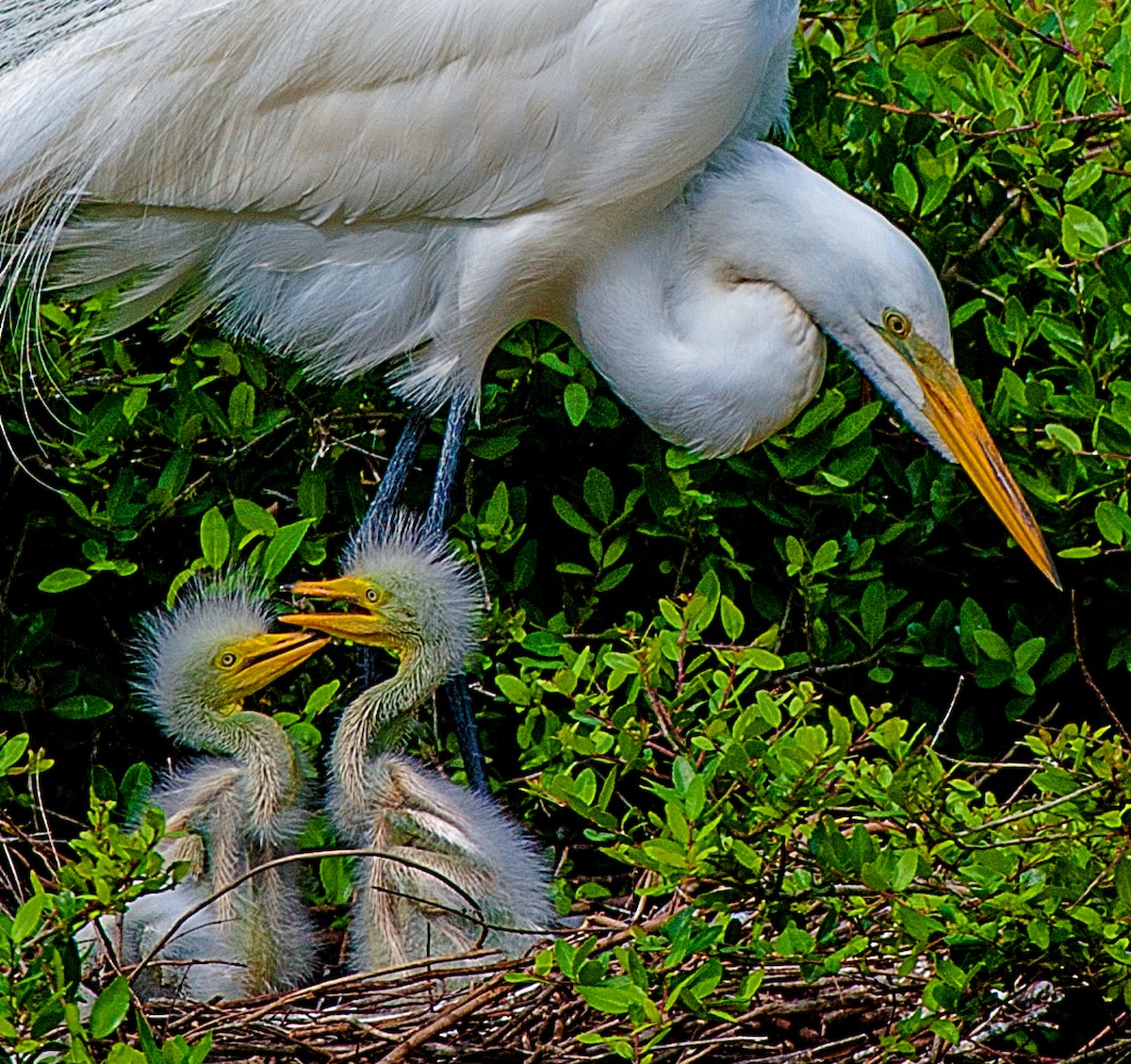 Great Egret - ML165251231