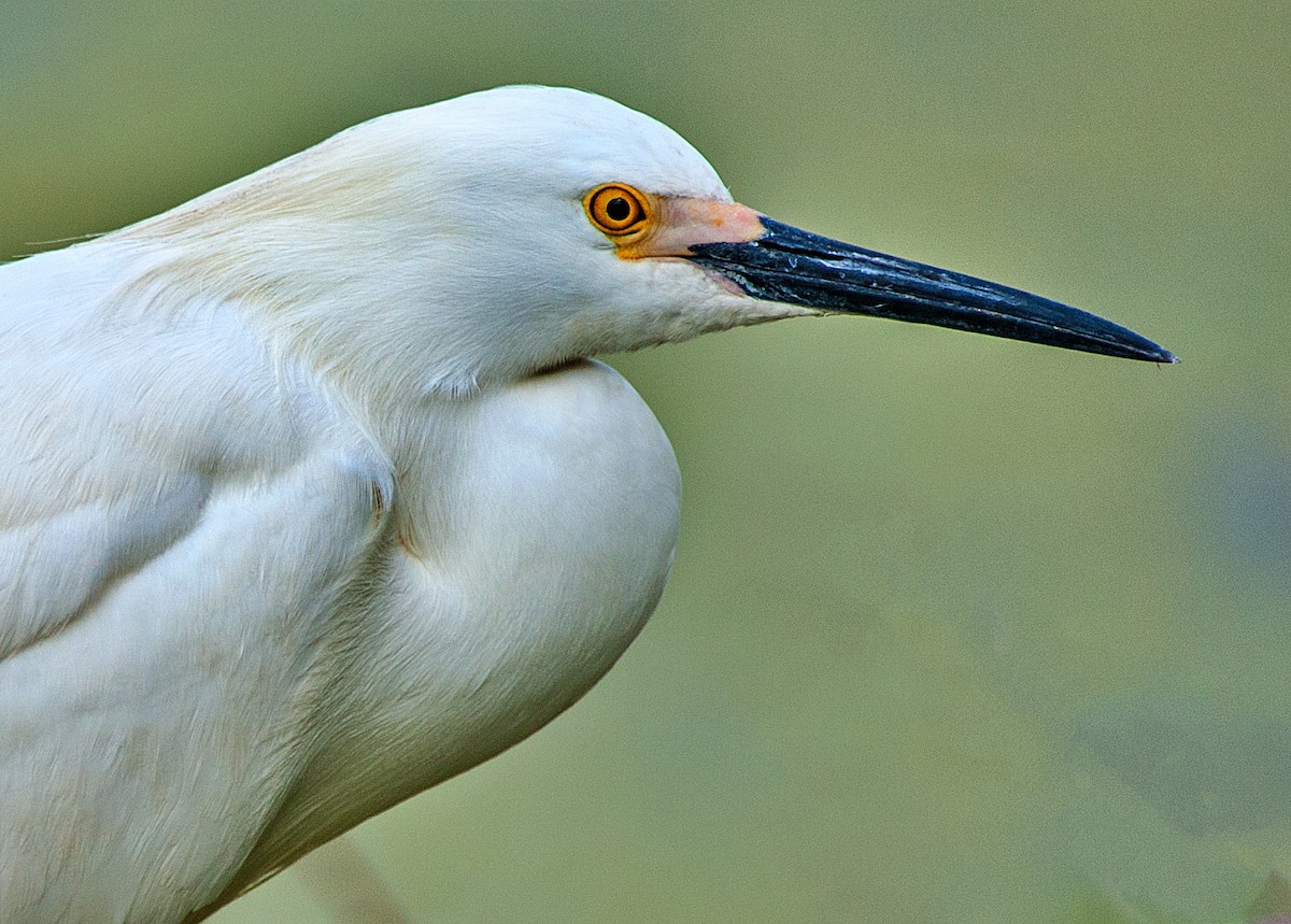 Snowy Egret - ML165251291