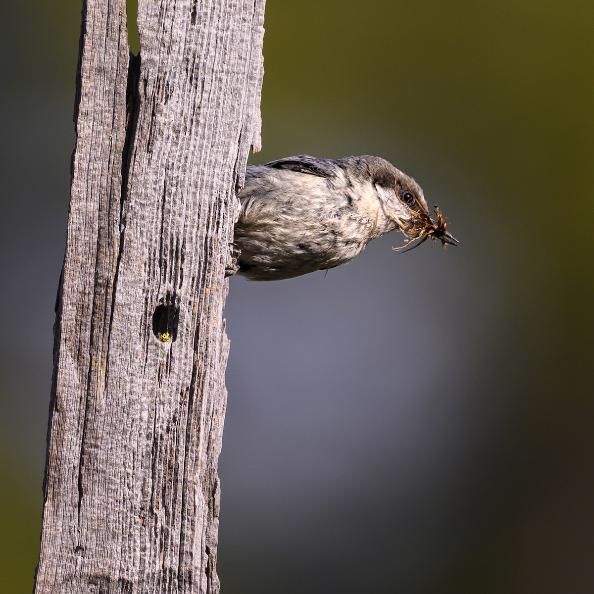 Pygmy Nuthatch - ML165251491