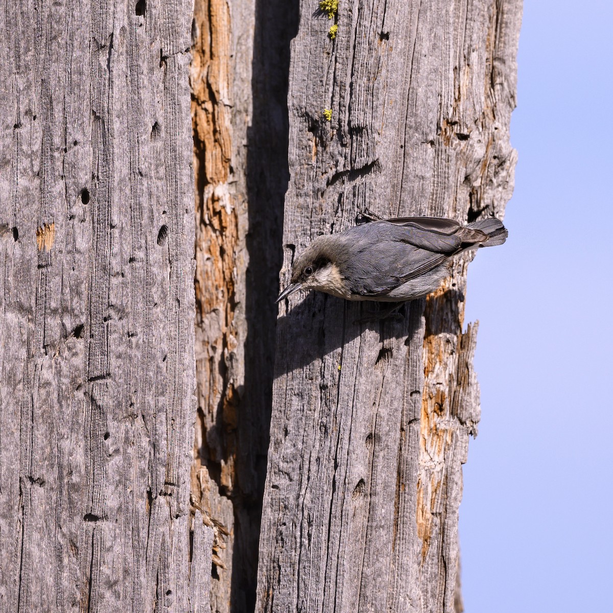 Pygmy Nuthatch - ML165251501