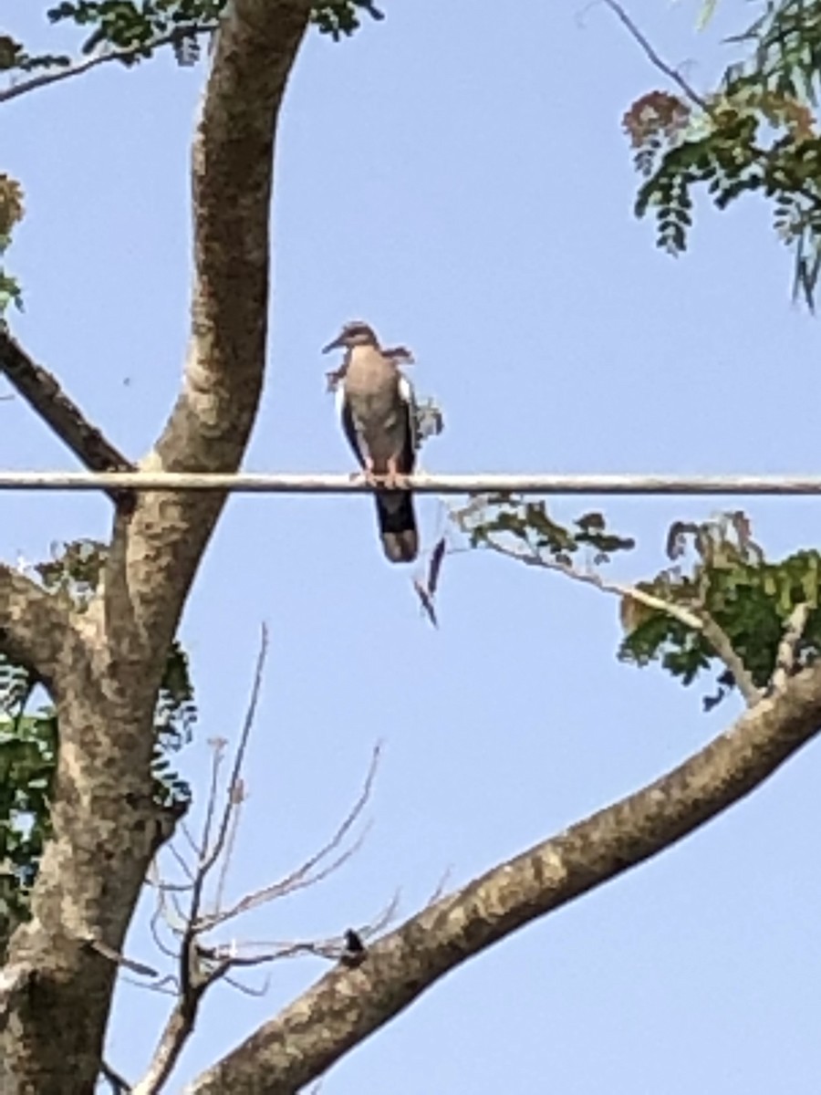 White-winged Dove - ML165251981
