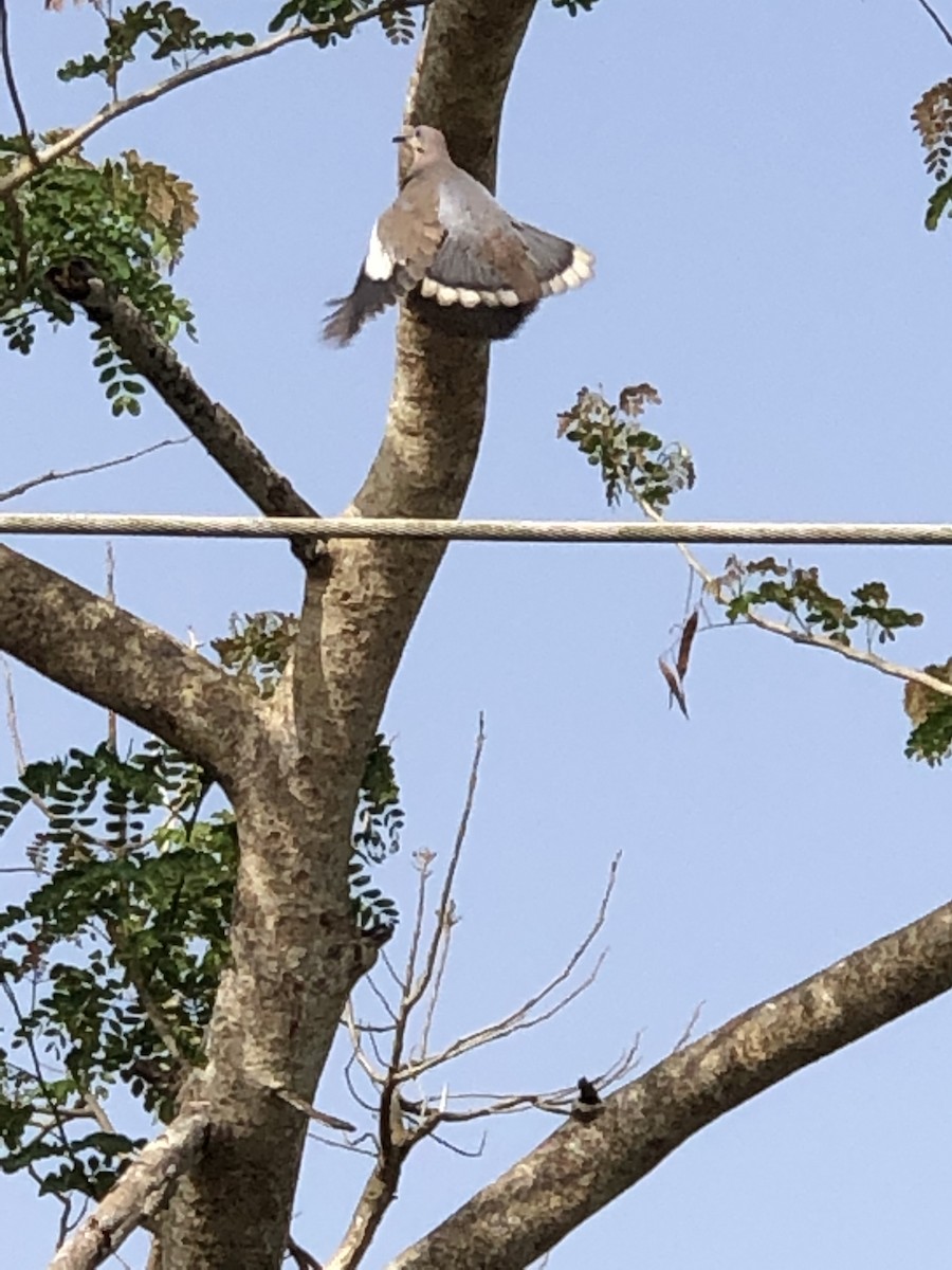 White-winged Dove - ML165251991