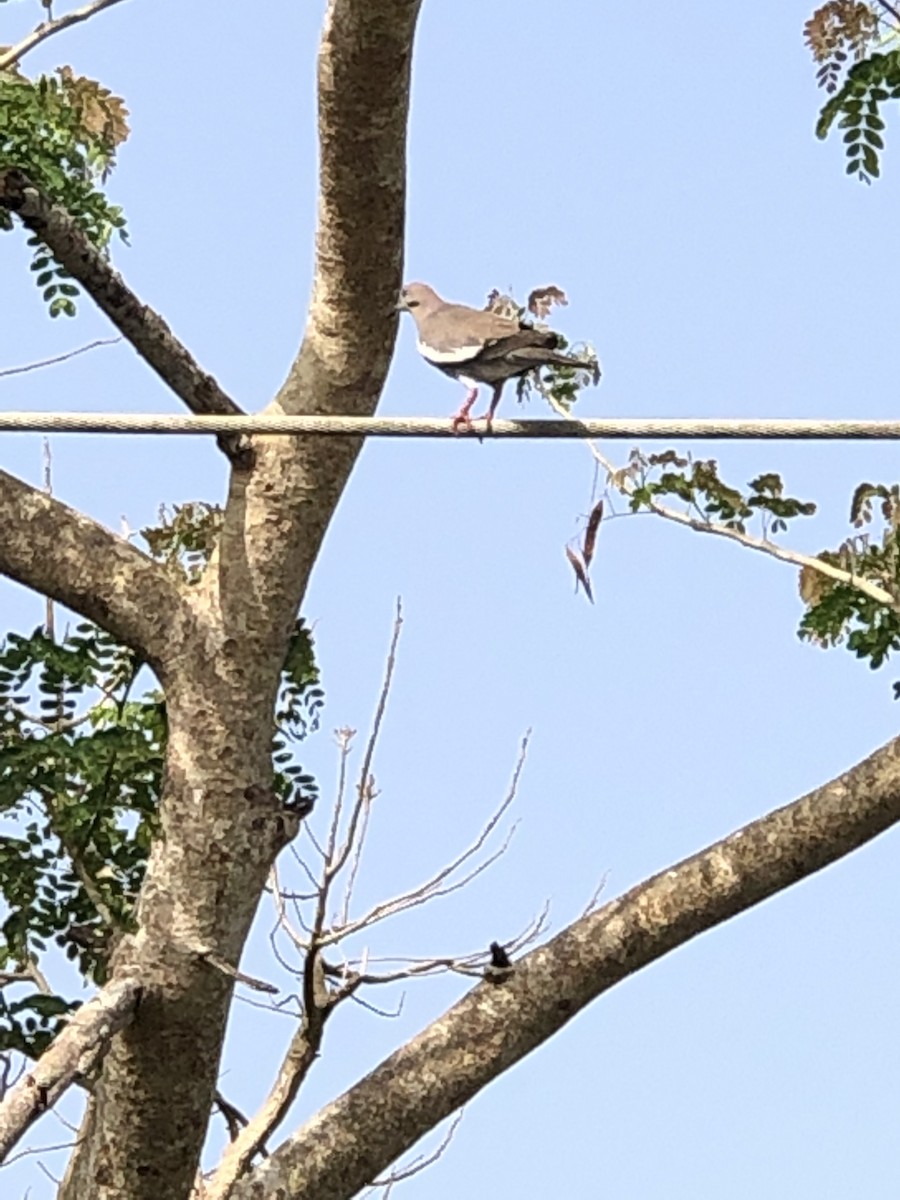 White-winged Dove - ML165252001