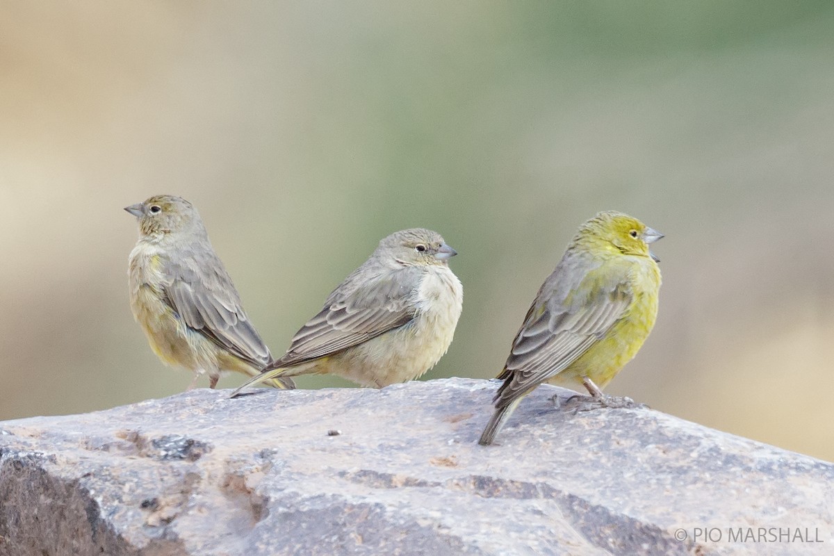 Greenish Yellow-Finch - ML165252771