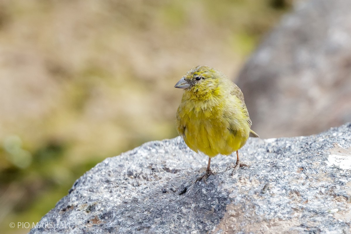 Greenish Yellow-Finch - ML165252791