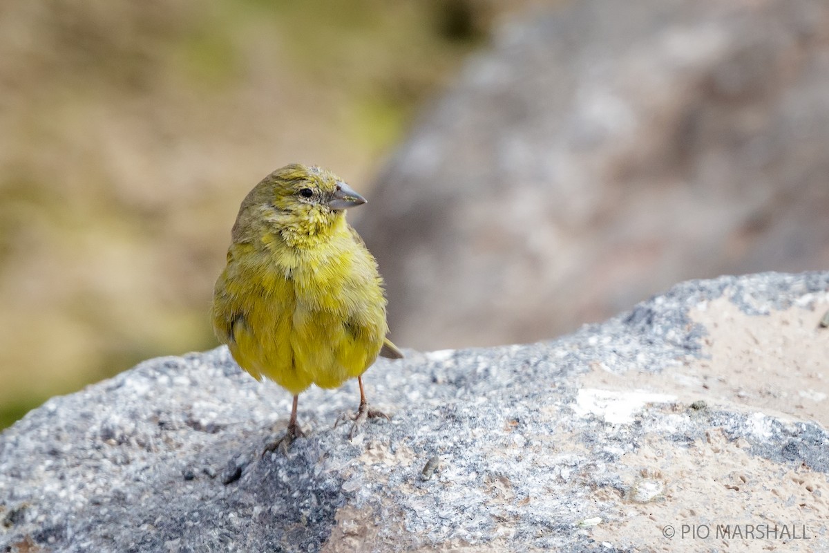 Greenish Yellow-Finch - ML165252841