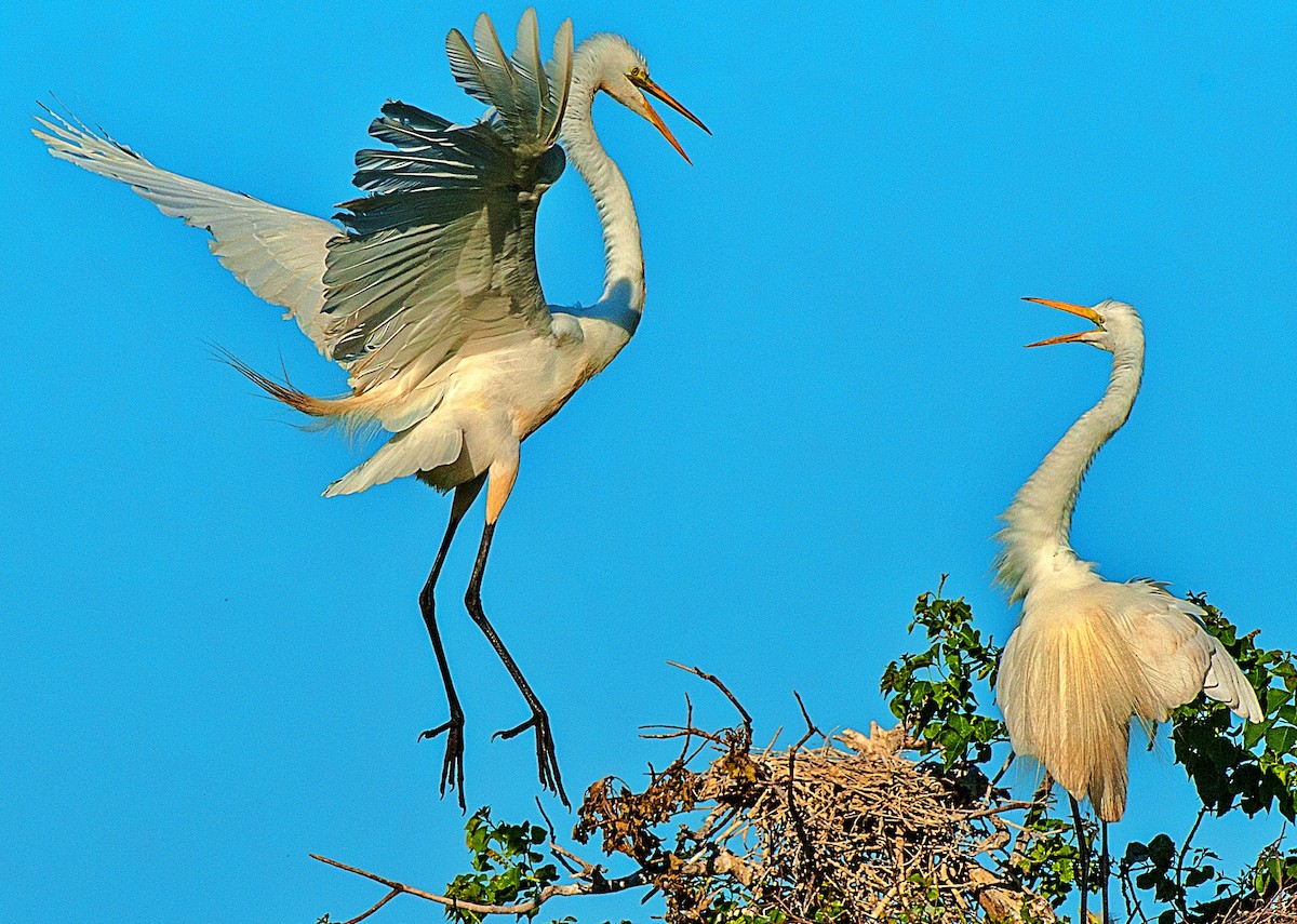 Great Egret - Cliff Peterson