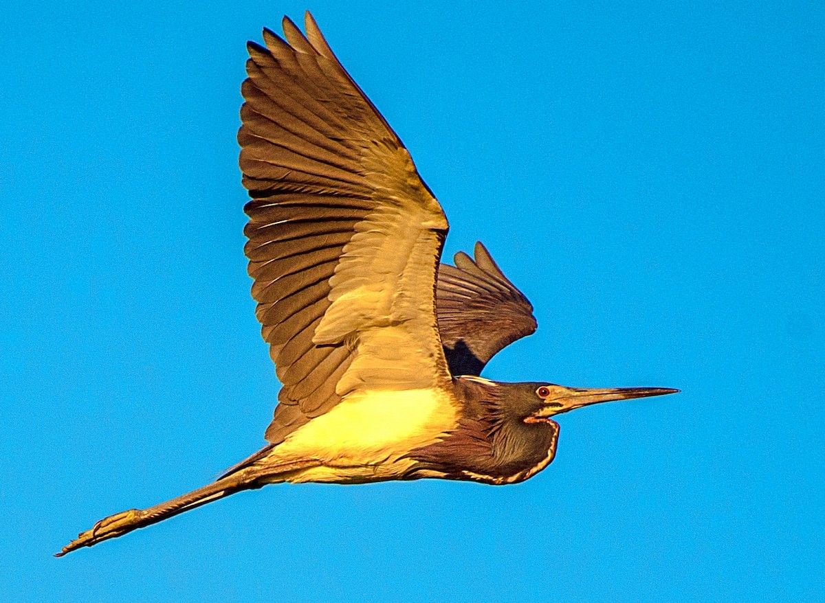 Tricolored Heron - ML165253581