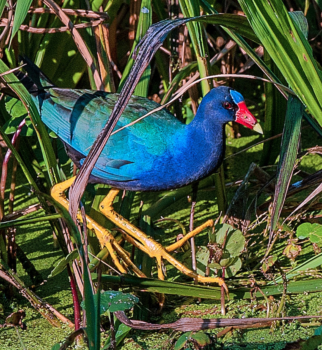 Purple Gallinule - ML165253671