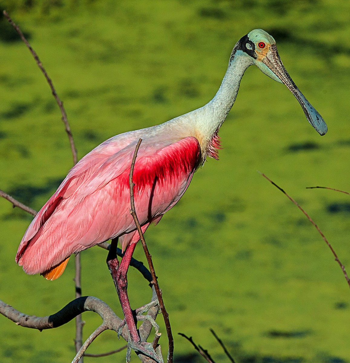 Roseate Spoonbill - ML165253751