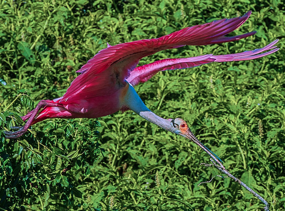 Roseate Spoonbill - ML165253791