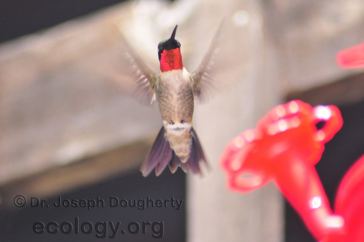 Ruby-throated Hummingbird - ML165253811