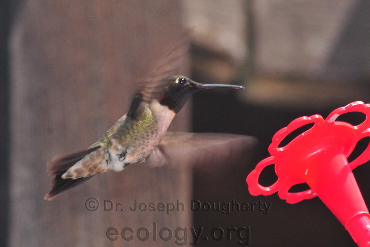 Ruby-throated Hummingbird - ML165253851