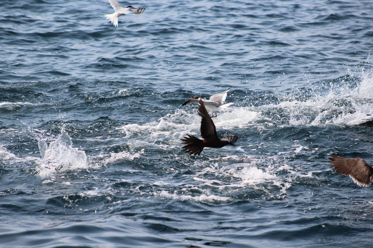 Brown Noddy - ML165254691