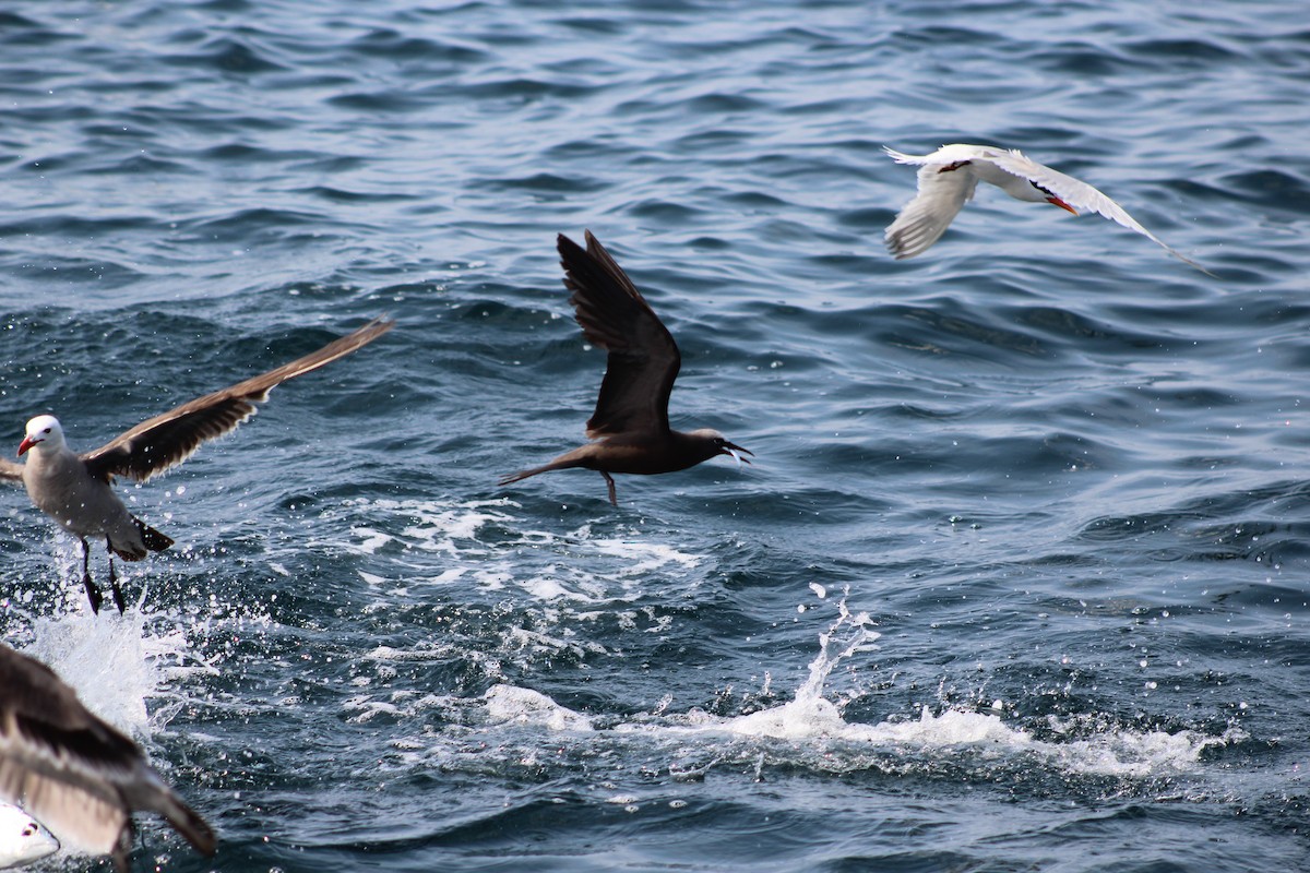 Brown Noddy - ML165254701