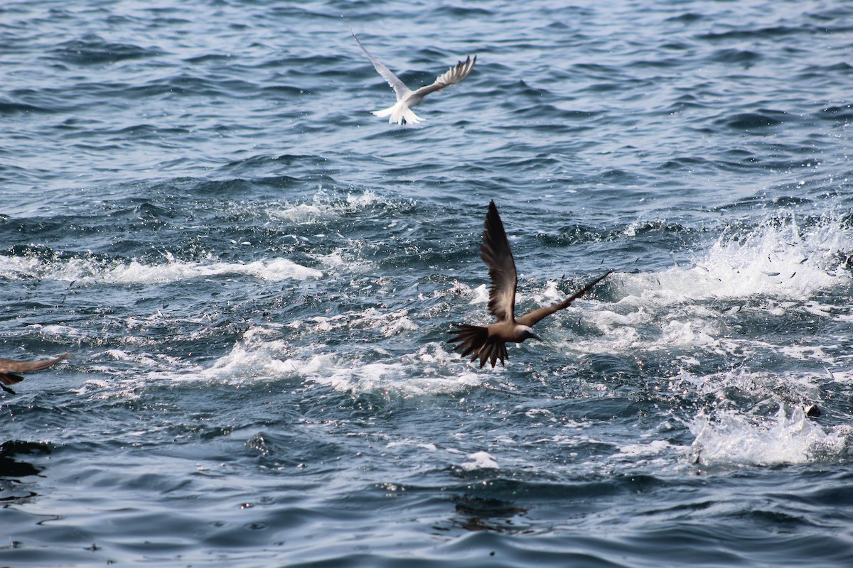 Brown Noddy - ML165254711