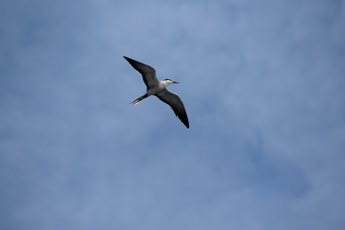 Bridled Tern - ML165254761