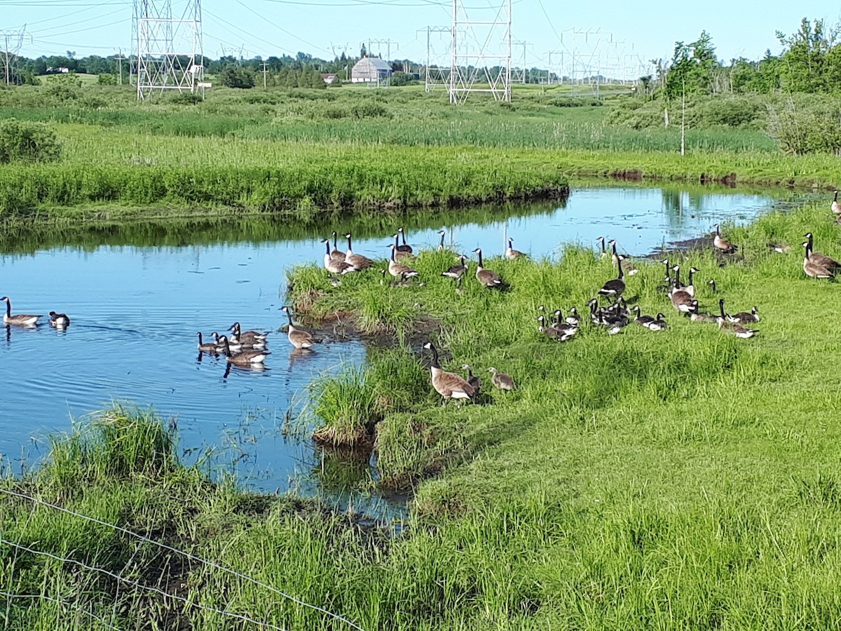 Canada Goose - Ken Fulsang