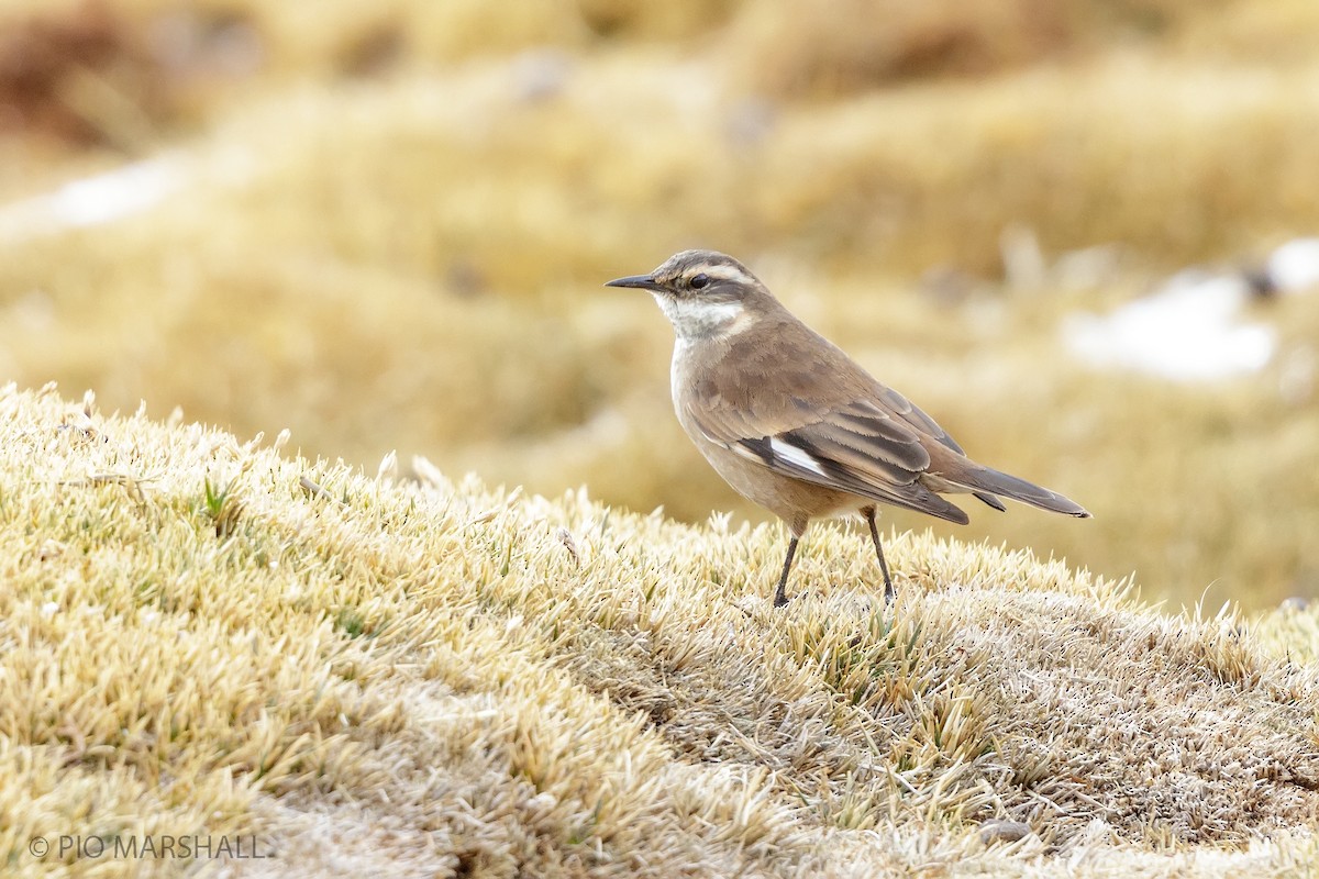 Cream-winged Cinclodes - ML165259041