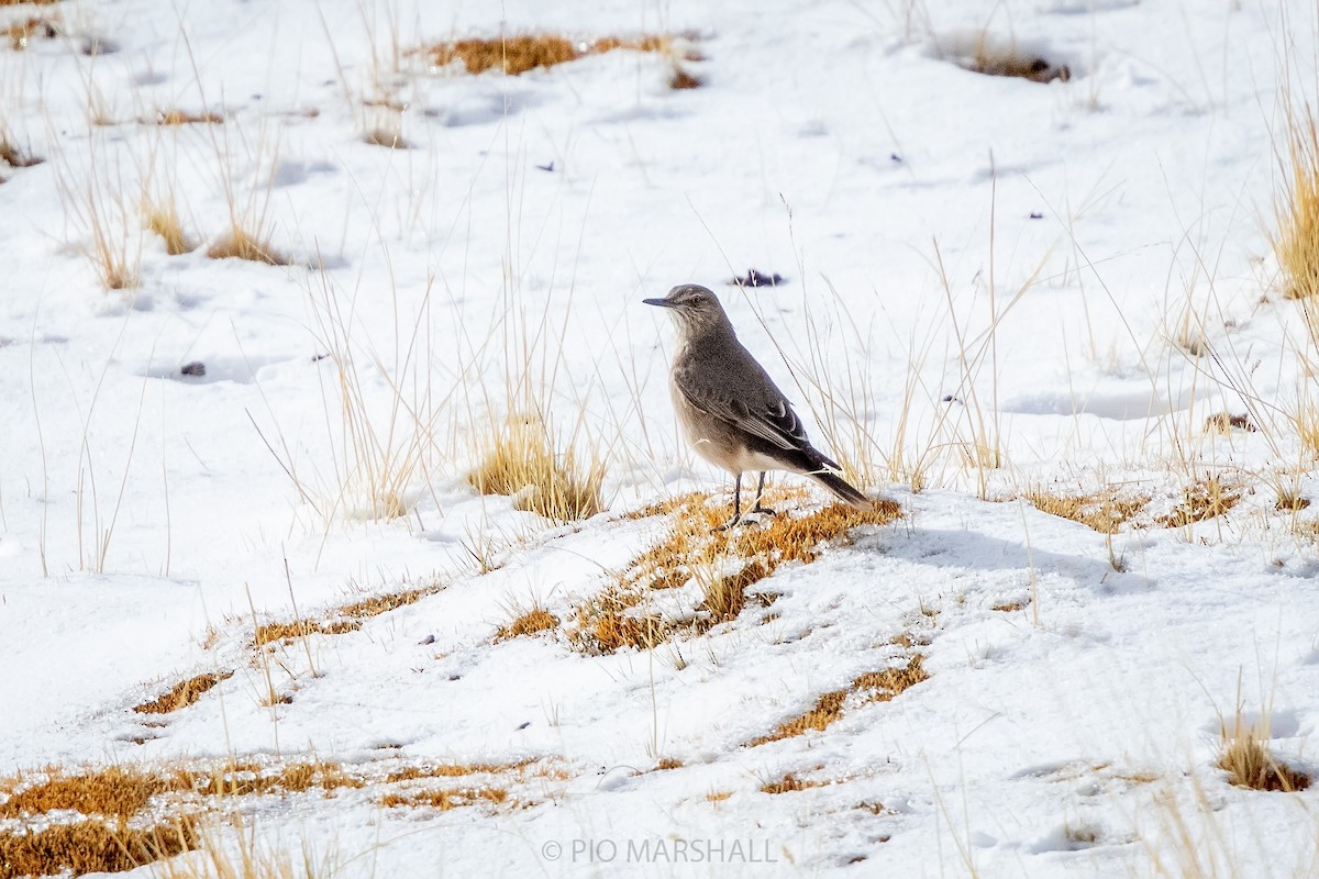 Black-billed Shrike-Tyrant - ML165259131