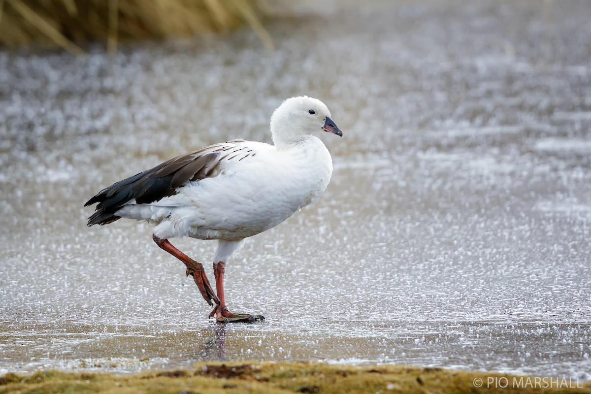 Andean Goose - Pio Marshall