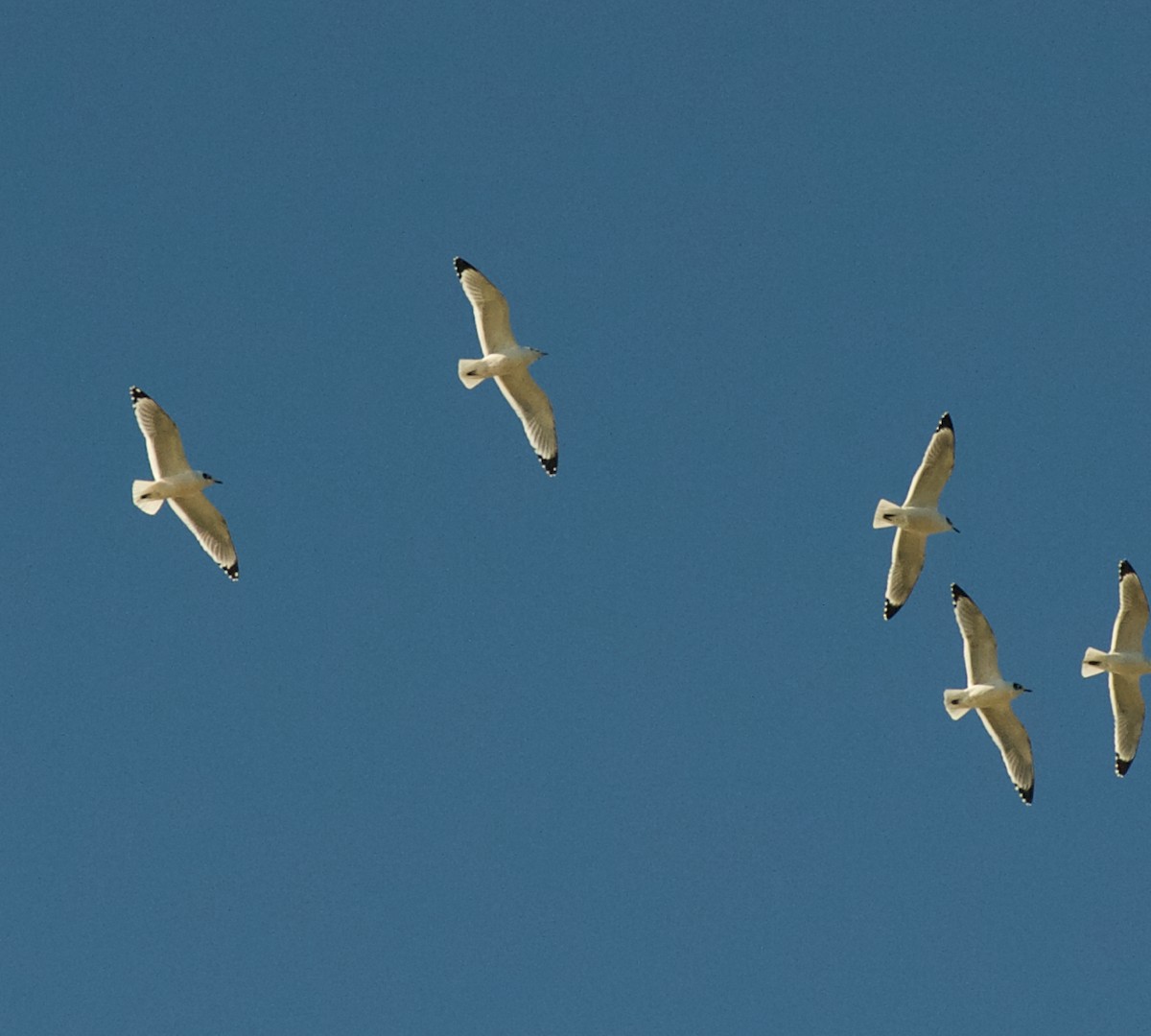 Franklin's Gull - ML165259411