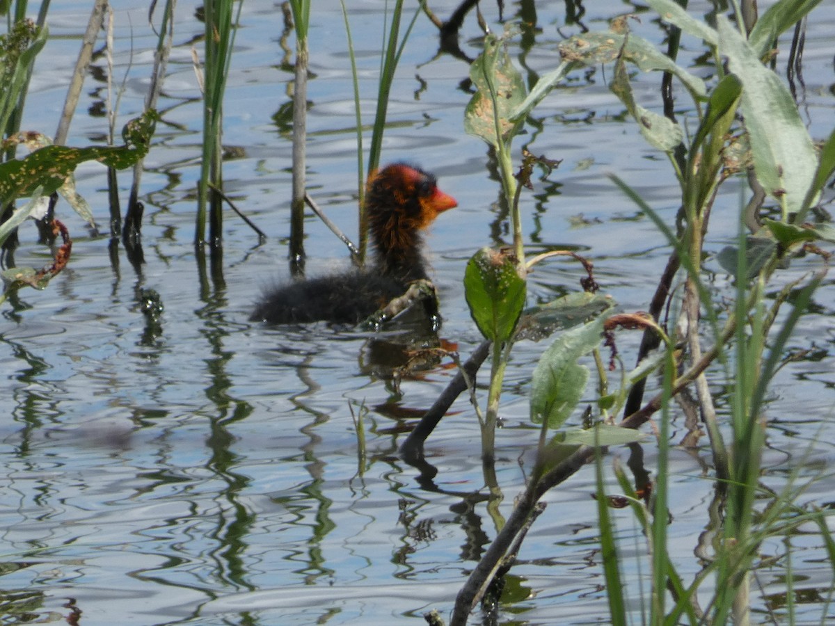 American Coot - ML165259461