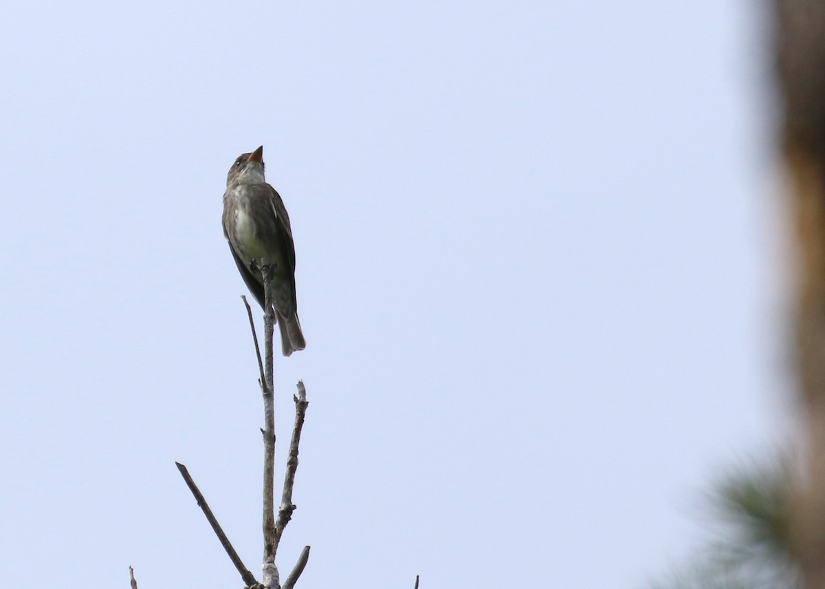 Olive-sided Flycatcher - ML165259601