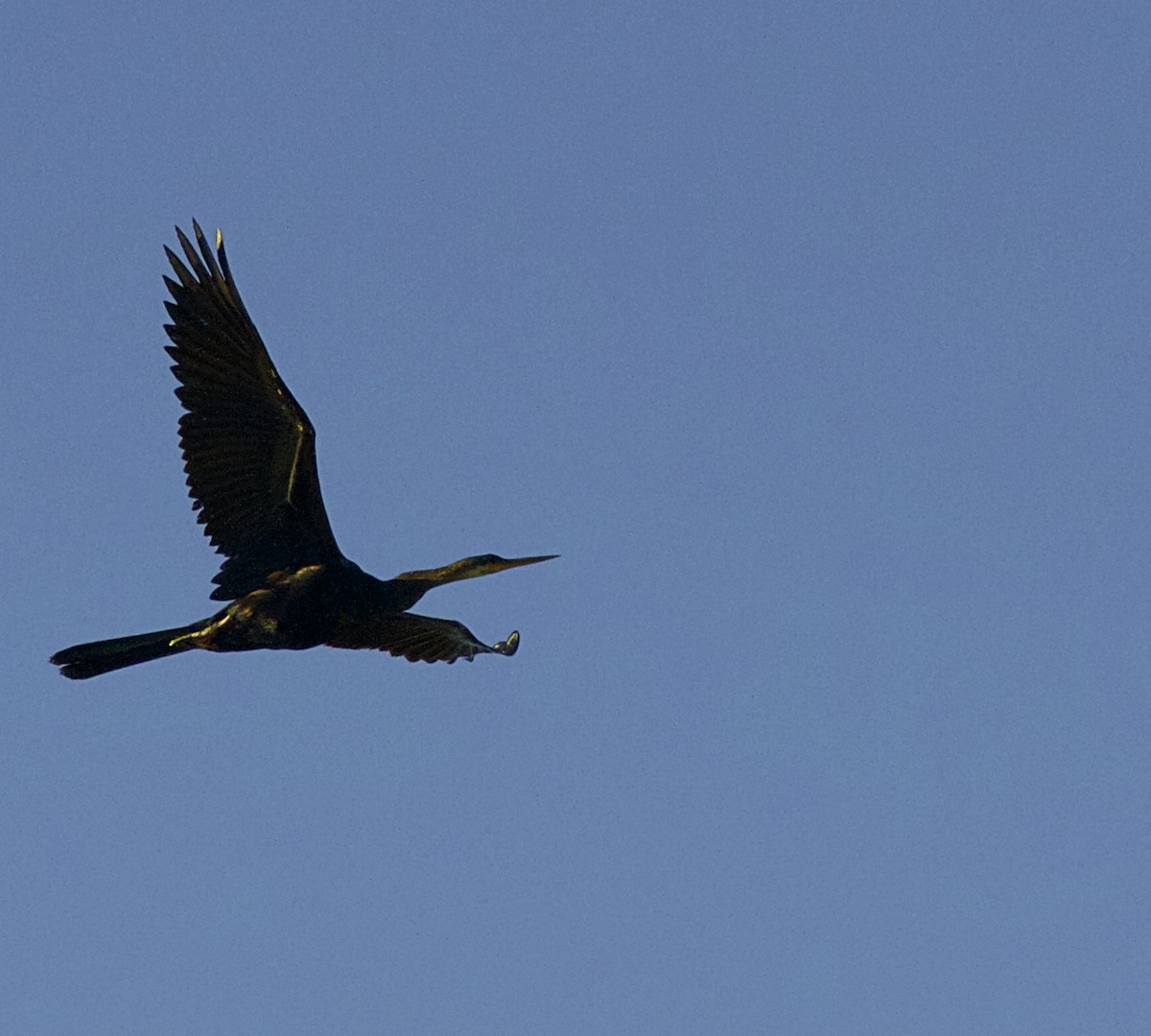 anhinga americká - ML165259671