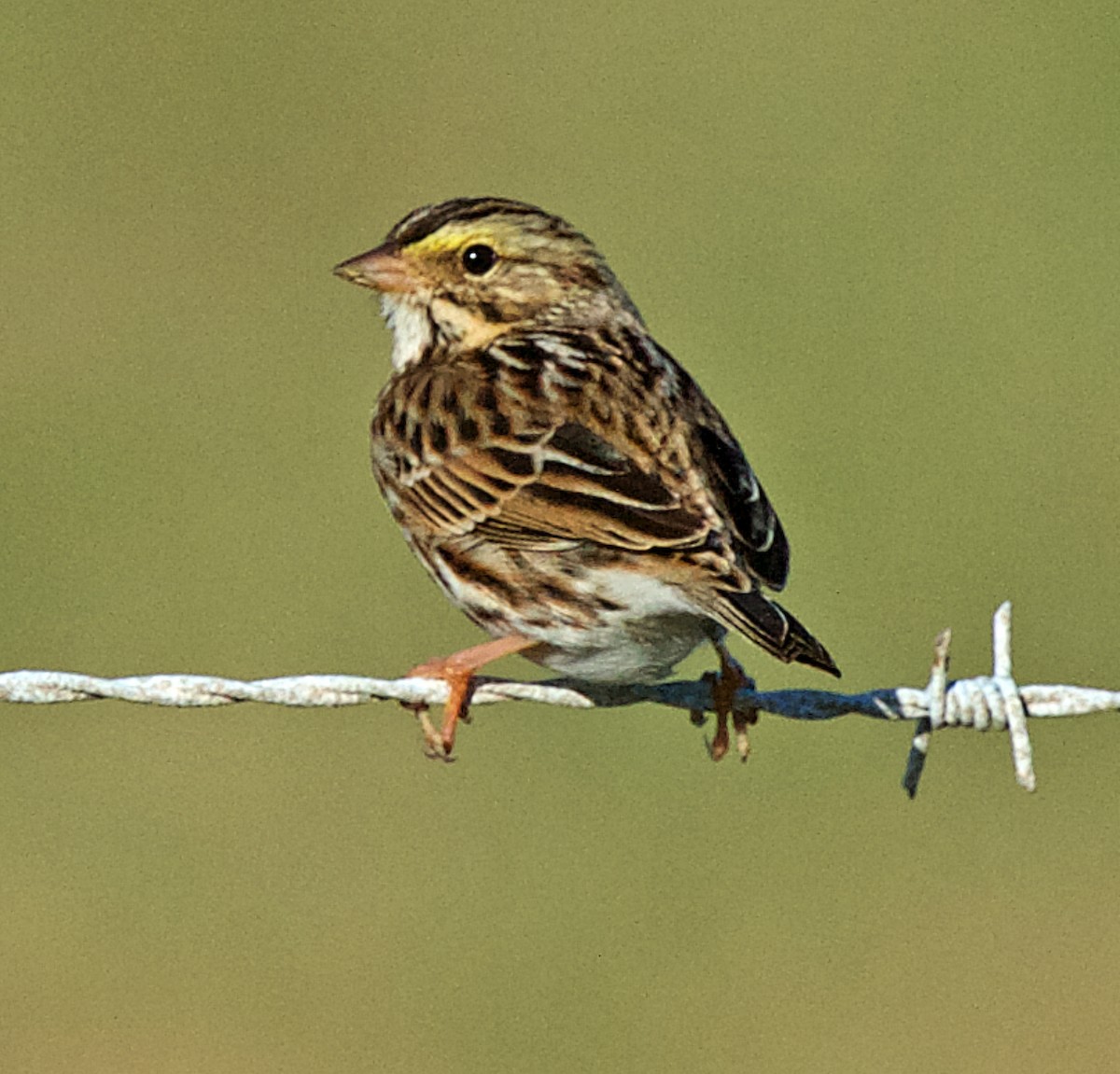 Savannah Sparrow - ML165260211