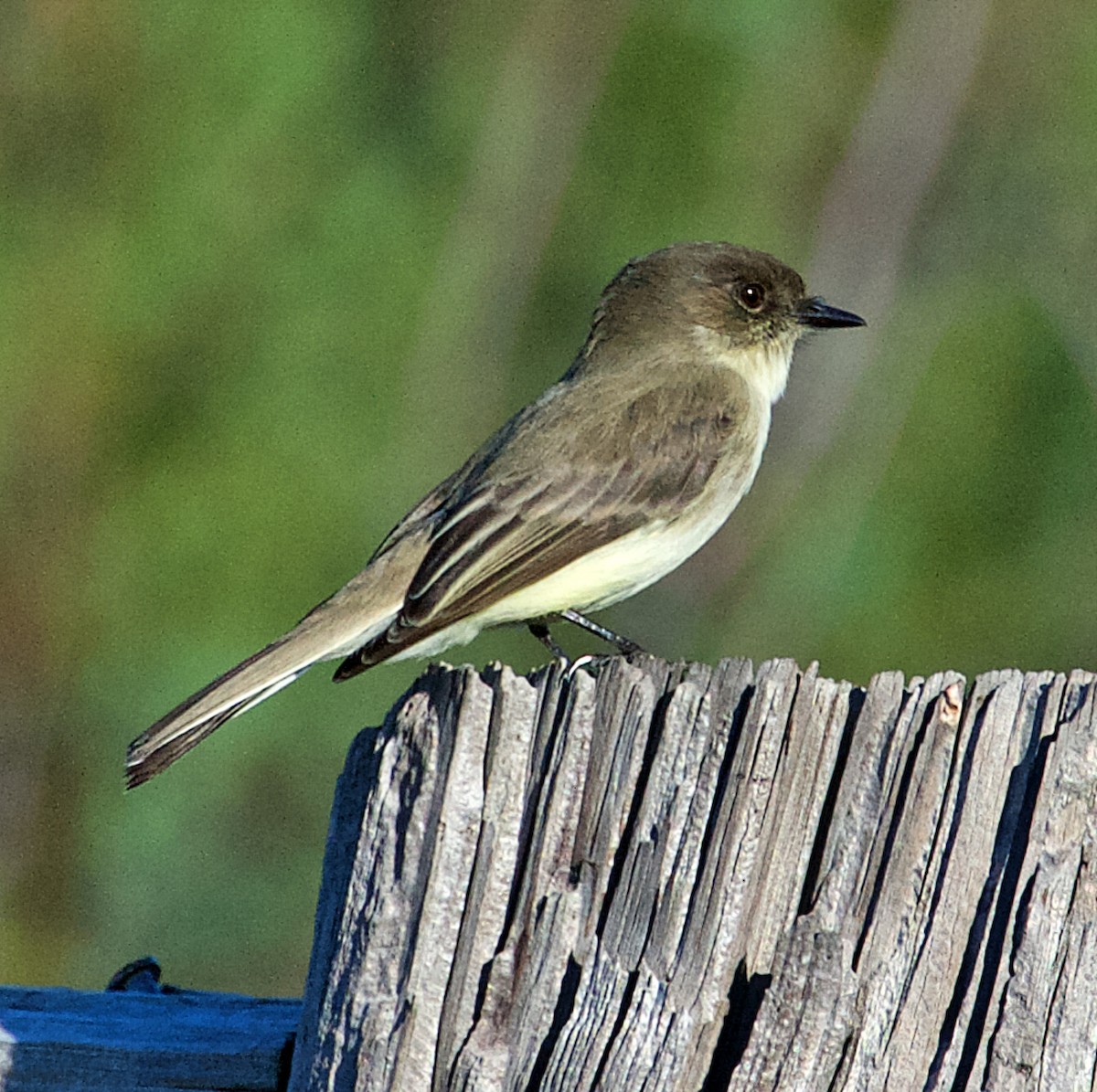 Eastern Phoebe - ML165260441