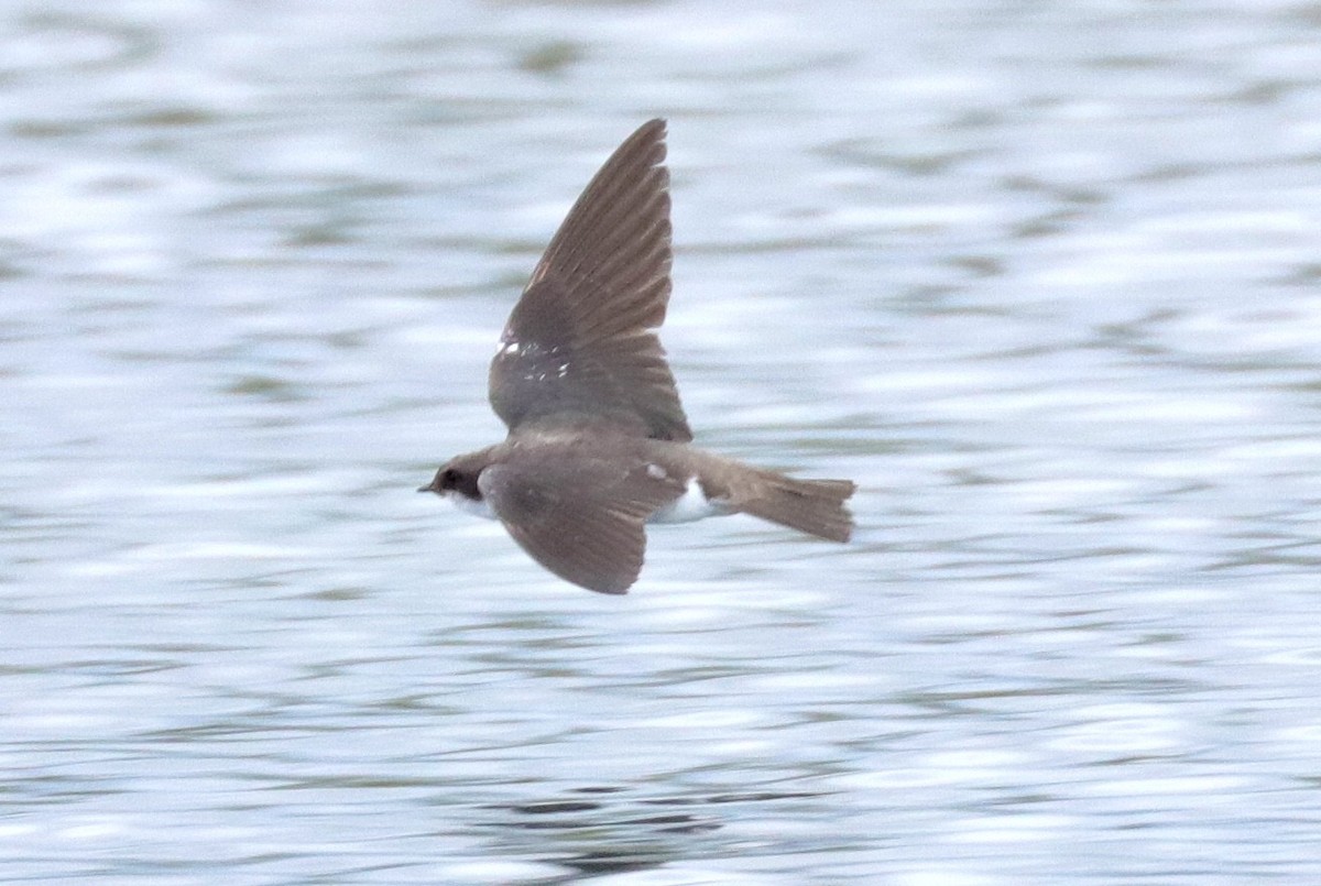 Northern Rough-winged Swallow - ML165260931