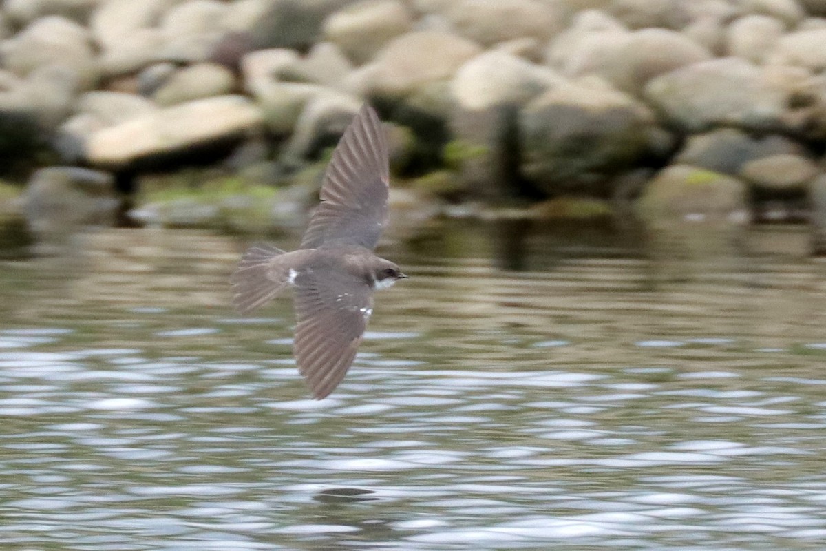 Northern Rough-winged Swallow - ML165261021