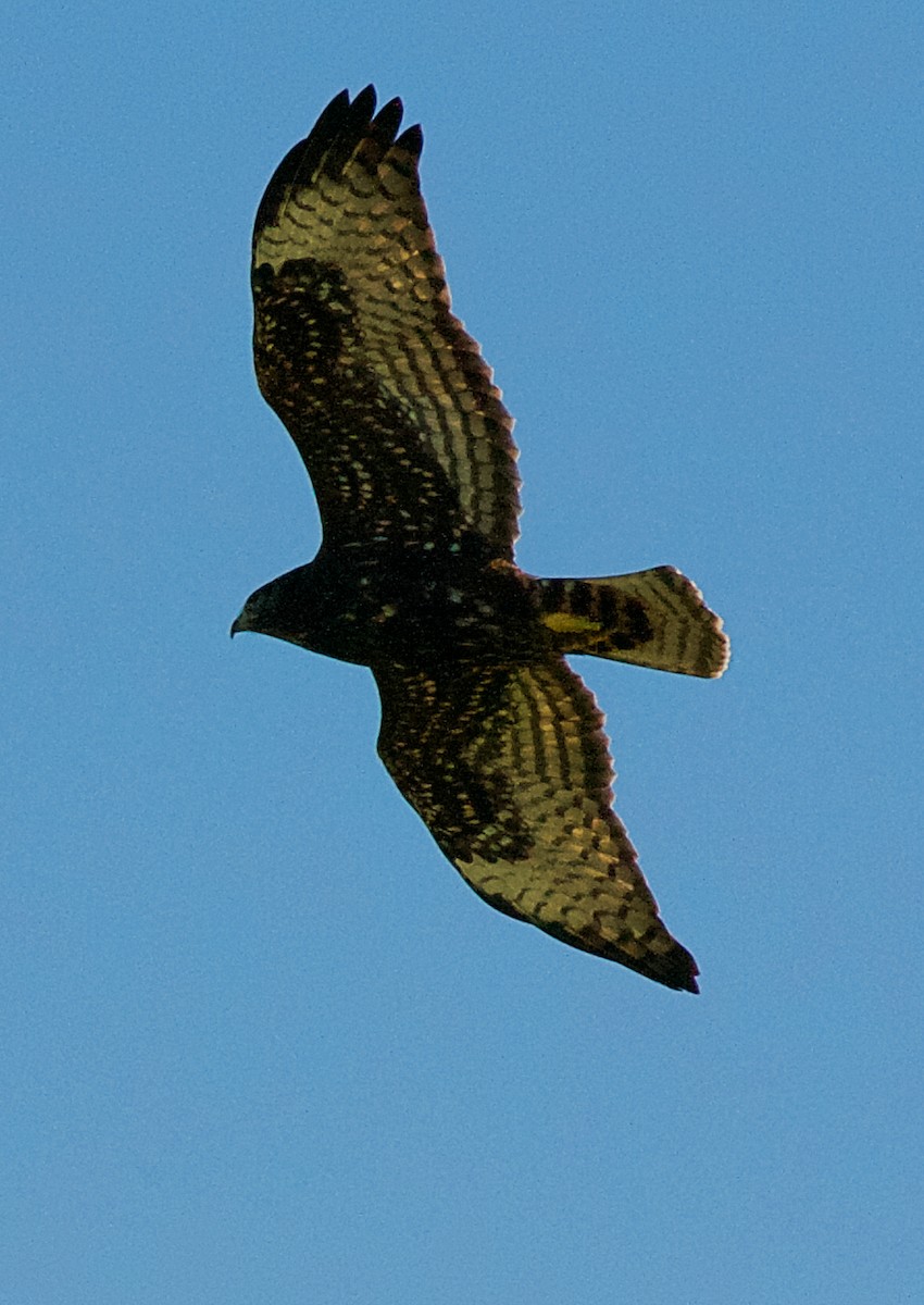 Broad-winged Hawk - ML165261231