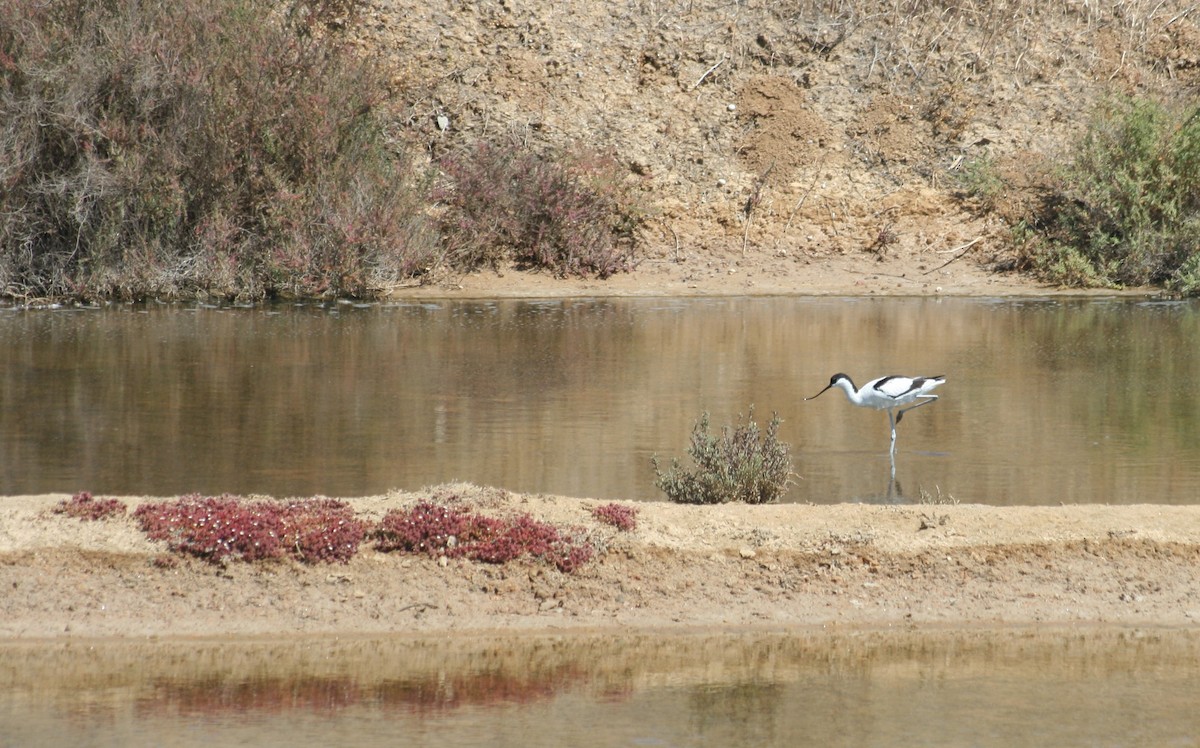 Pied Avocet - Carlos Godinho