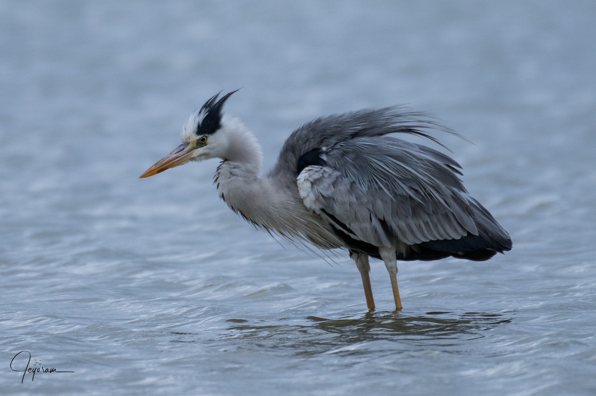 Gray Heron - Jeyaramsankar Gurusamy