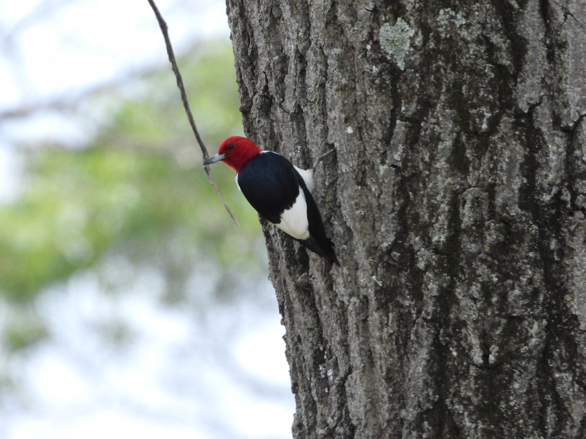 Red-headed Woodpecker - ML165264661