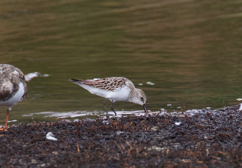 Little Stint - ML165268241