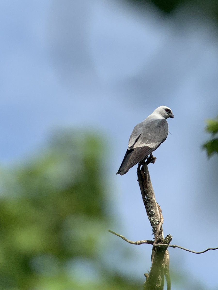 Mississippi Kite - Keith McCullough