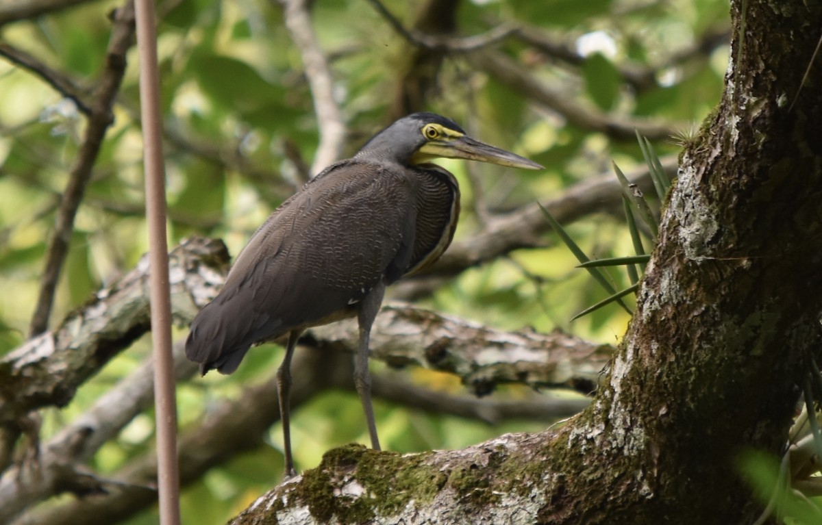 Bare-throated Tiger-Heron - Marcus Grote