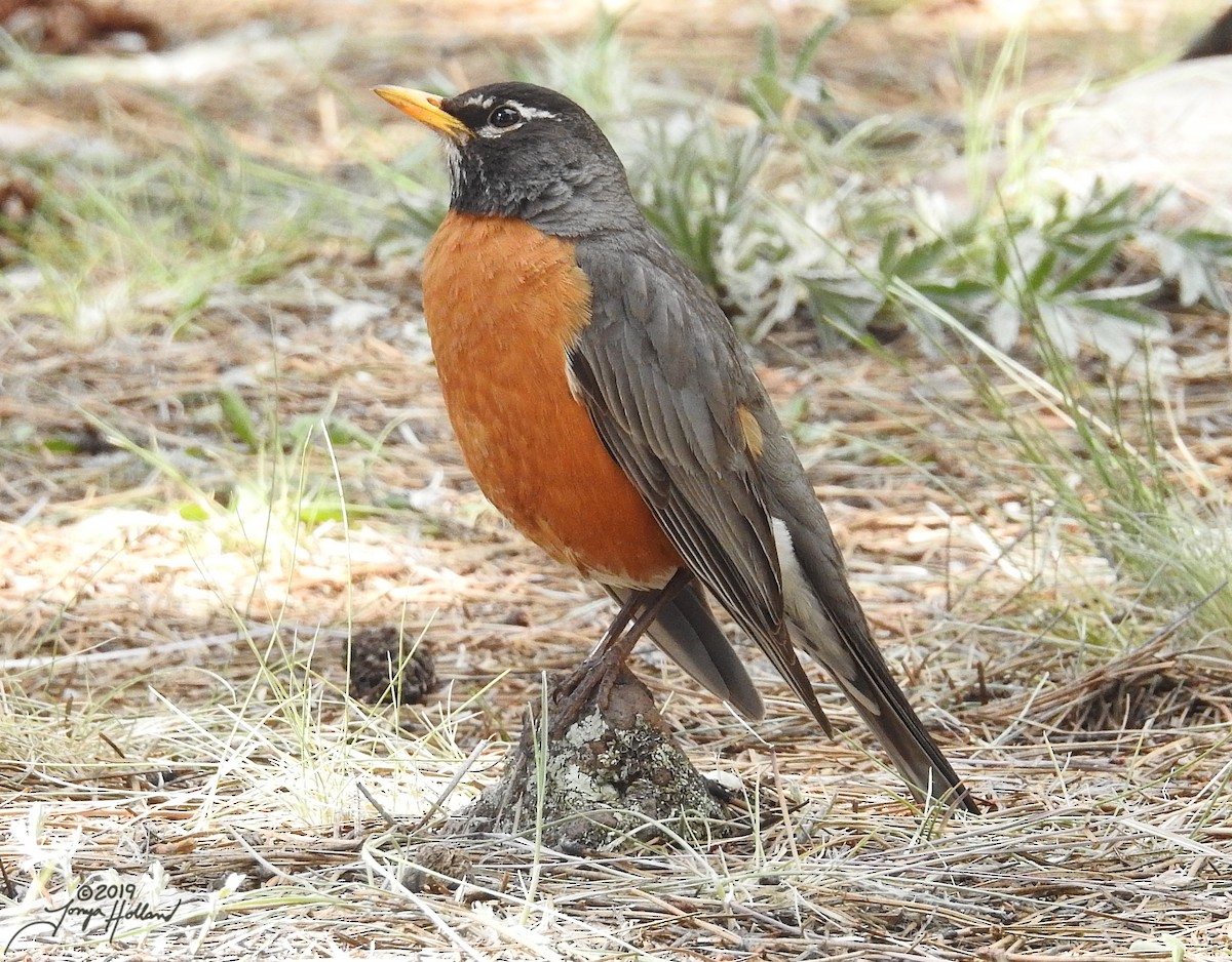 drozd stěhovavý [skupina migratorius] - ML165273191