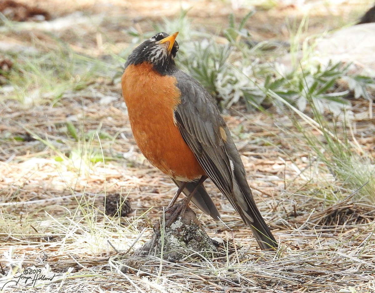 drozd stěhovavý [skupina migratorius] - ML165274101