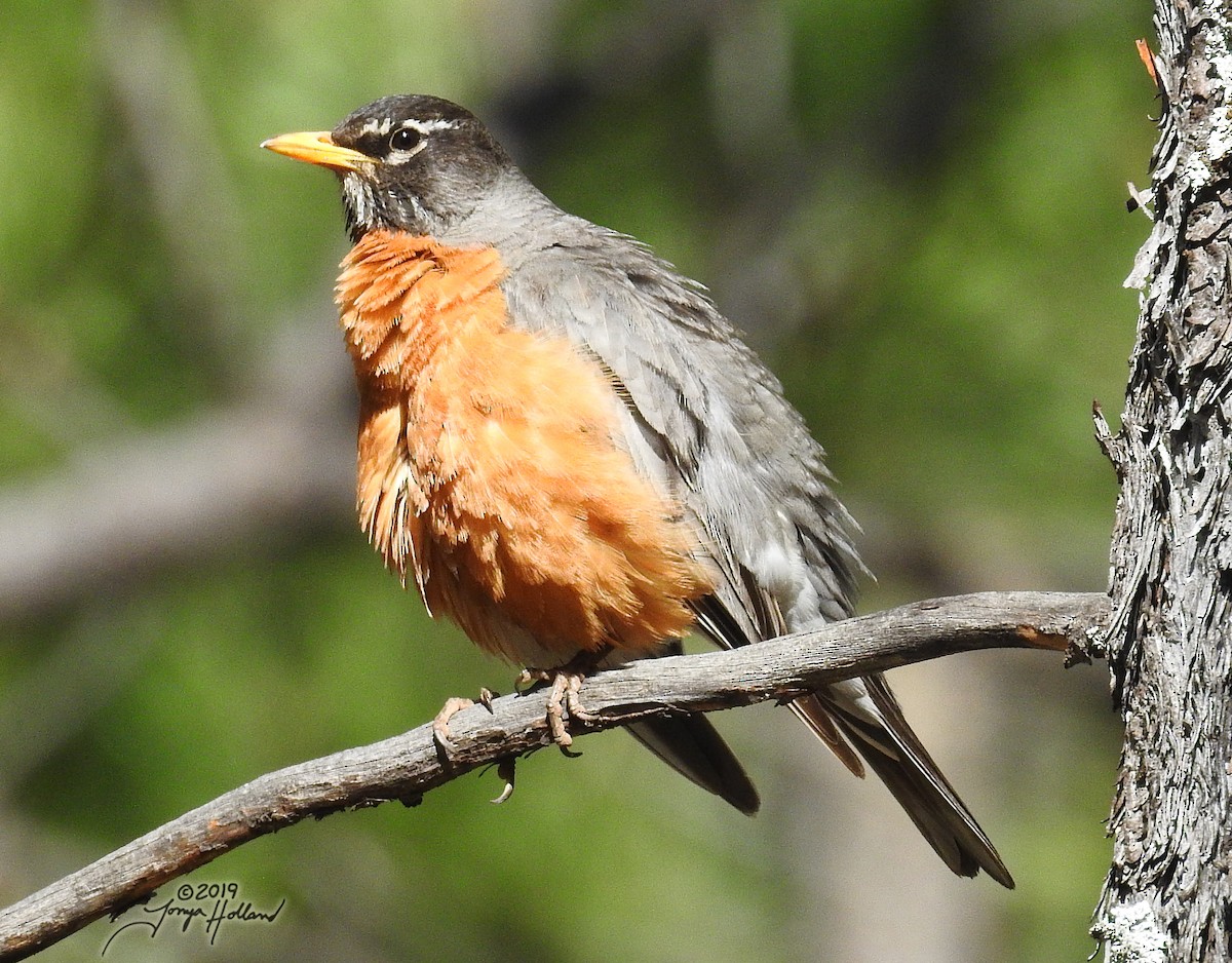 drozd stěhovavý [skupina migratorius] - ML165274301