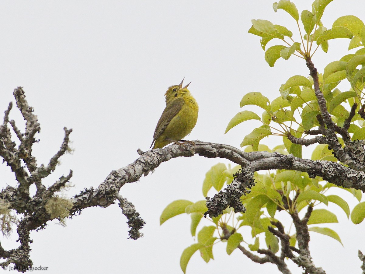 Orange-crowned Warbler - ML165274811
