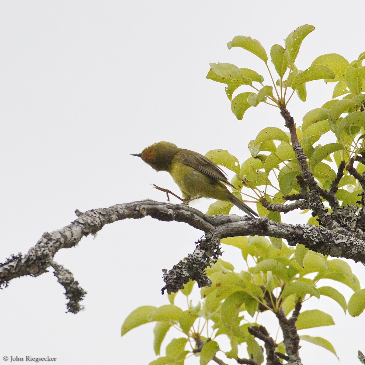 Orange-crowned Warbler - ML165274821