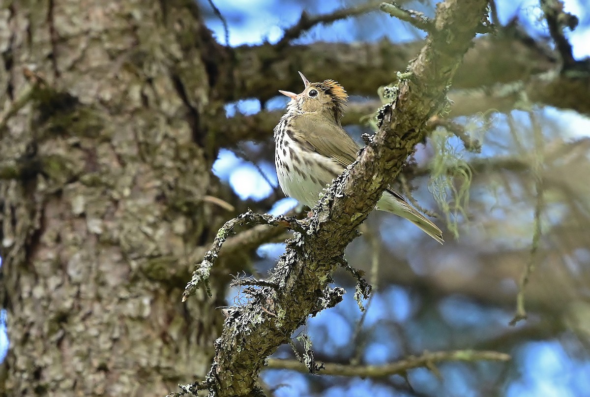 Ovenbird - thomas berriman