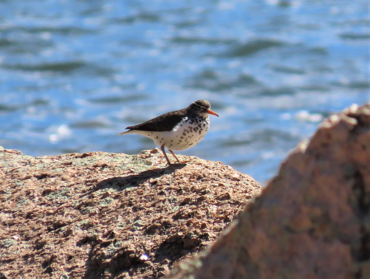 Spotted Sandpiper - ML165276051